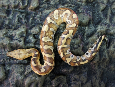 Короткохвостый питон